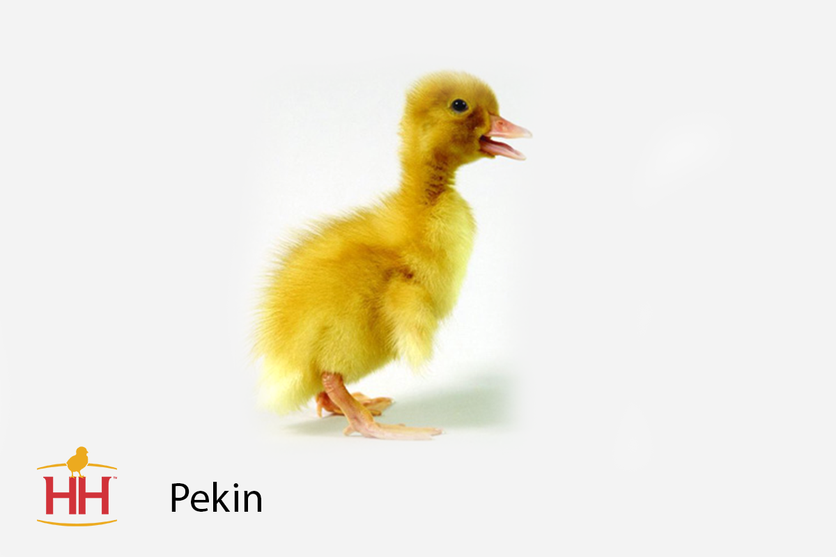 Pekin Duck Eggs For Sale Near Me